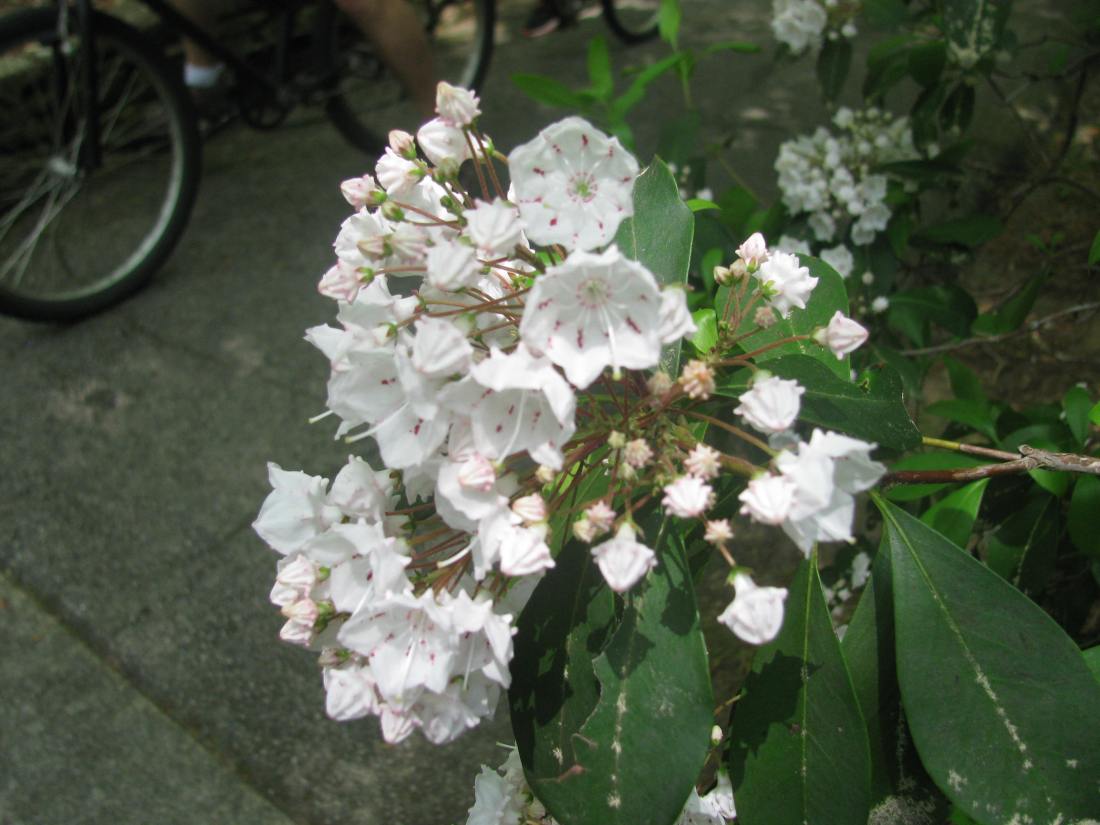 Blossoming mountain laurel outside of the little Callaway Chapel.